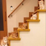 Chatons dans les escaliers