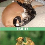 Chiens et chats, attentes vs. réalités