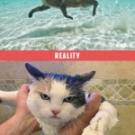 chat nageur, attentes vs. réalité