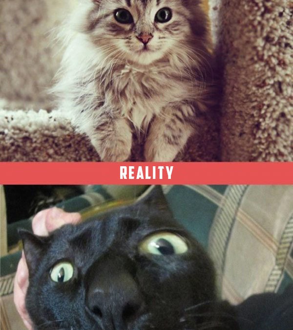 petit chat, attentes vs. réalité