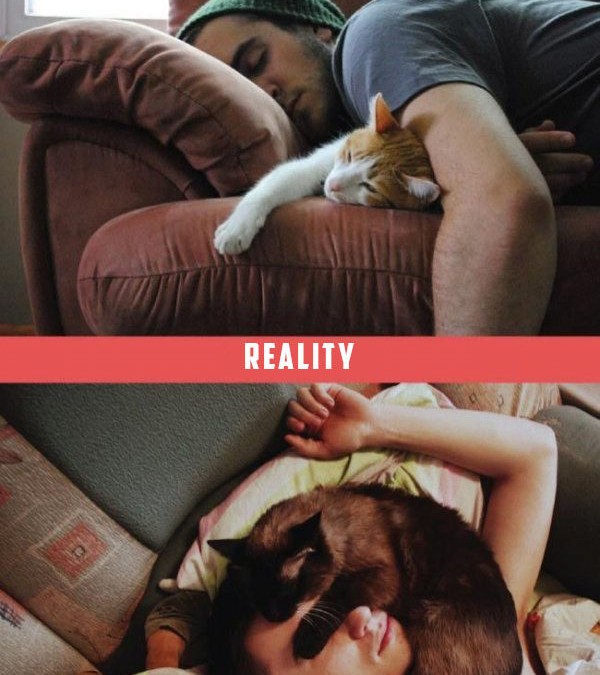 dormir avec son chat, attentes vs. réalité