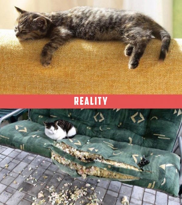 chat qui dort sur le canapé, attentes vs. réalité