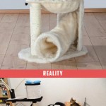 arbre à chat, attentes vs. réalité