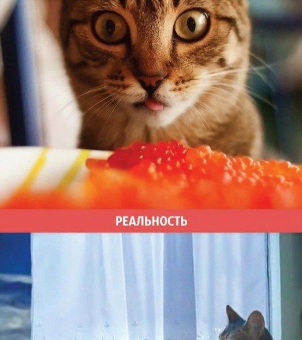 chat et petit déjeuné, attentes vs. réalité