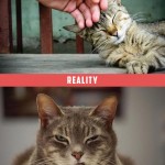 tendresse du chat, attentes vs. réalité