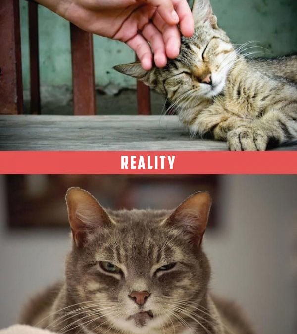 tendresse du chat, attentes vs. réalité