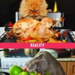 chat et gastronomie, attentes vs. réalité