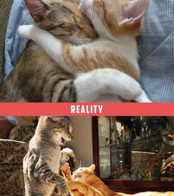 amitié entre chats, attentes vs. réalité