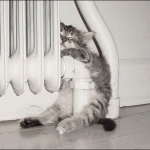 chaton qui dort sur un radiateur