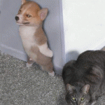 jeu de cache-cache entre chien et chat