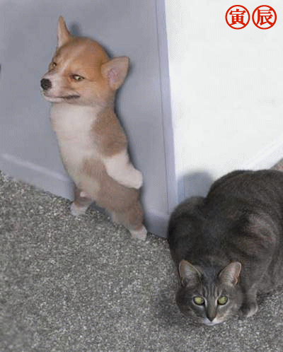 jeu de cache-cache entre chien et chat