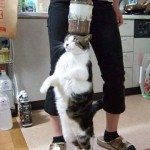 chat debout avec un pot sur la tête