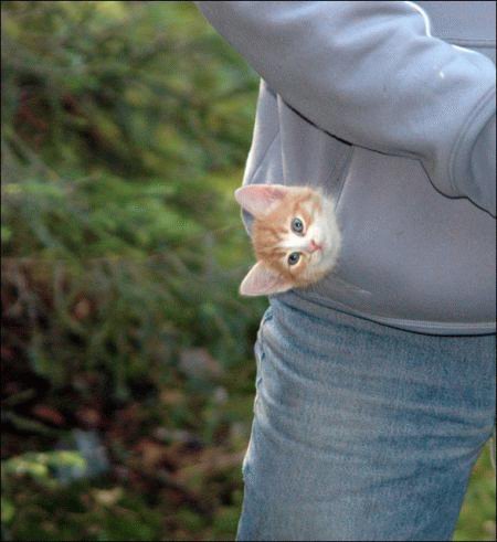 chaton dans la petite poche d’un sweatshirt