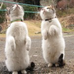 2 chats debout qui regardent en l’air