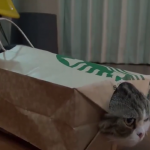 Chat qui joue avec un sac en papier …