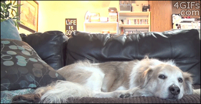chaton qui bondit sur un chien allongé sur le canapé