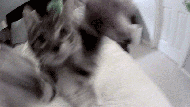 chat qui essaye d'attraper le pompon !