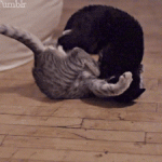chat catapulté par un autre chat lors d’un combat