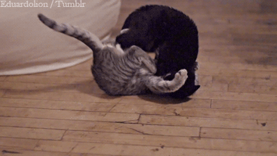 chat catapulté par un autre chat lors d'un combat