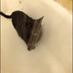 chat sous la douche