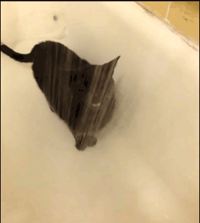 chat sous la douche