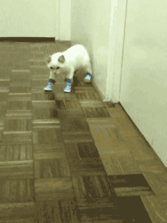 chat qui essaie désespérément de marcher avec des chaussons au pied !