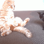 chaton qui joue avec la queue d’un autre chat