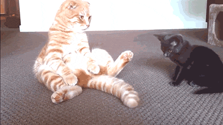 chaton qui joue avec la queue d'un autre chat