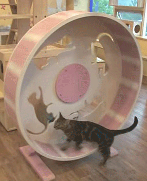 le chat qui n'a pas entièrement compris le concept de la roue