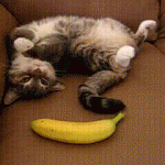 le chaton qui a peur d’une banane