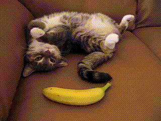 le chaton qui a peur d'une banane