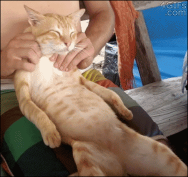 les chats aussi apprécient les massages