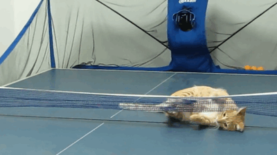 le chat joueur de ping-pong