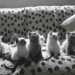 groupe de chaton qui suit du regard