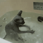 chat qui nage dans la baignoire