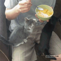 chaton qui veut des céréales, et du bon lait !