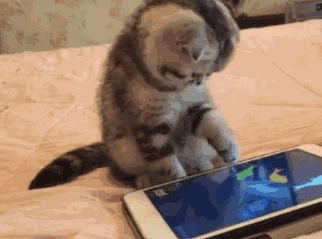 chaton qui joue sur tablette