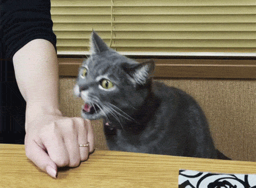 chat qui mord un poignet