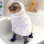 chat mouillé enroulé dans une serviette