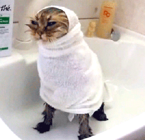chat mouillé enroulé dans une serviette