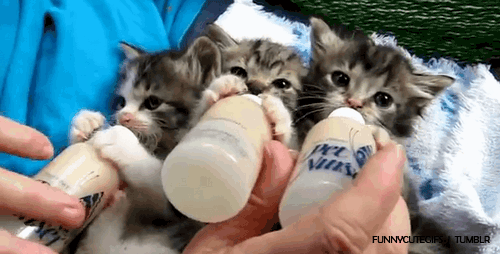 trois chatons qui boivent leur biberon ensemble