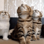 5 chatons qui bougent la tête en rythme !