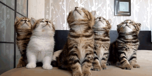 5 chatons qui bougent la tête en rythme !