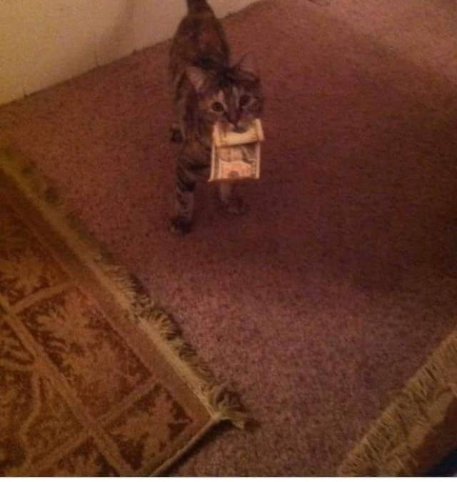 il était une fois le chaton voleur de billets …