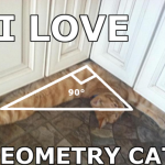j’aime la géométrie des chats