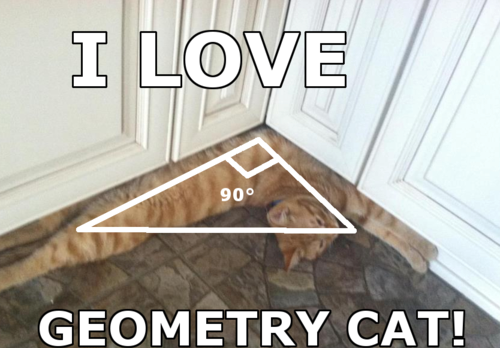 j’aime la géométrie des chats