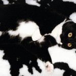 chat noir et blanc sur une peau de vache …