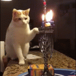 chat qui éteint une des bougies du chandelier et qui tombe …
