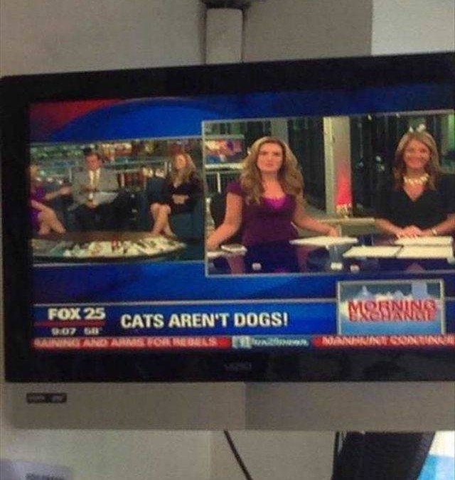 Les chats ne sont pas des chiens ! Merci Fox News on ne le savait pas !