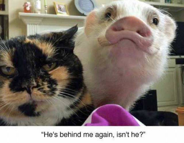 il est encore derrière moi, le cochon …